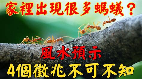 香港屬土地區 螞蟻風水